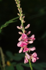 Indigofera pseudotinctoria