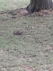 Sciurus carolinensis