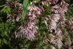 Eupatorium amabile