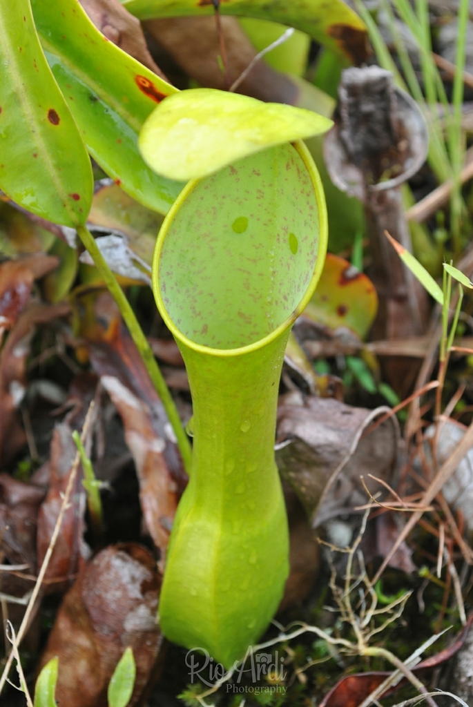 Reinwardt's pitcher-plant
