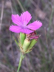 Dianthus balbisii
