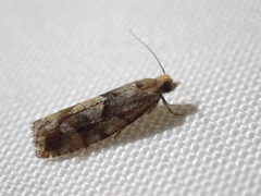 Eucopina