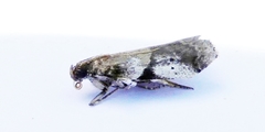 Acrobasis vaccinii