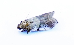Acrobasis vaccinii