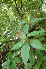 Viburnum urceolatum