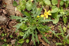 Senecio taitungensis