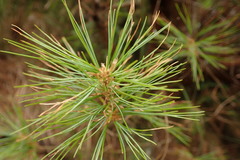 Pinus armandi mastersiana