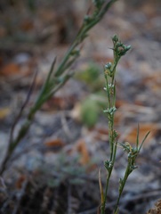 Bupleurum affine