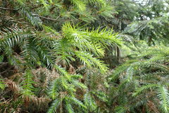Cunninghamia