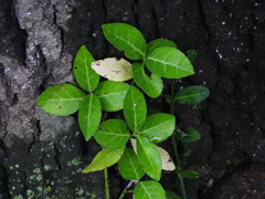 Euonymus fortunei