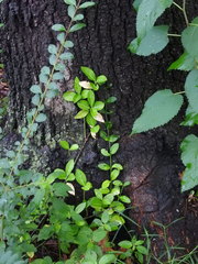 Euonymus fortunei
