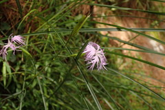 Dianthus longicalyx