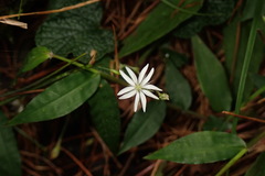Stellaria vestita