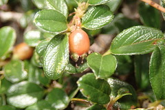 Cotoneaster morrisonensis