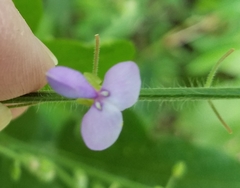 Desmodium canescens