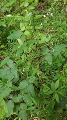 Desmodium canescens