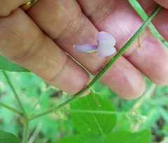 Desmodium canescens