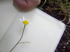 Tripleurospermum inodorum