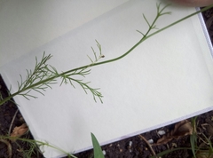 Tripleurospermum inodorum