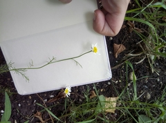 Tripleurospermum inodorum