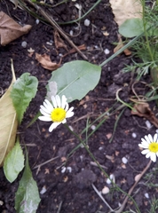 Tripleurospermum inodorum