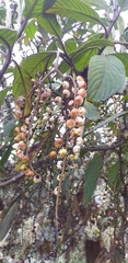 Stachyurus