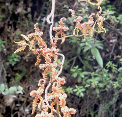 Cyrtochilum methonica