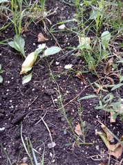 Tripleurospermum inodorum