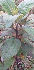 Stachyurus