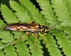 Tenthredo verticalis