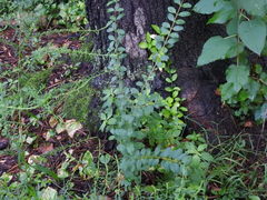 Ligustrum sinense
