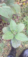Stachyurus