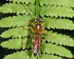 Tenthredo verticalis