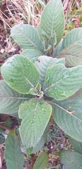 Stachyurus