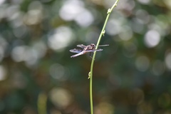 Palpopleura lucia