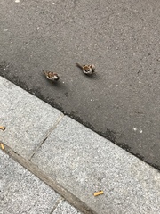 Passer domesticus