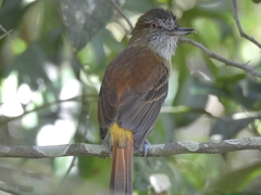 Attila spadiceus