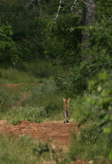 Leptailurus serval