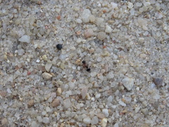 Bidecoloratilla iberica