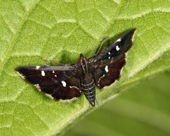 Diathrausta