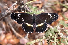 Chlosyne lacinia crocale