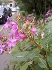 Impatiens glandulifera