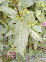 Impatiens glandulifera