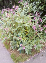 Impatiens glandulifera