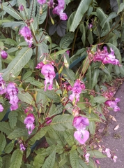 Impatiens glandulifera