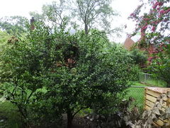 Ilex cornuta