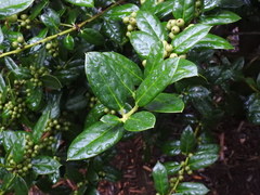 Ilex cornuta