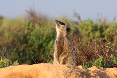 Suricata suricatta
