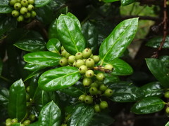 Ilex cornuta