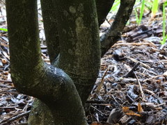 Ilex cornuta